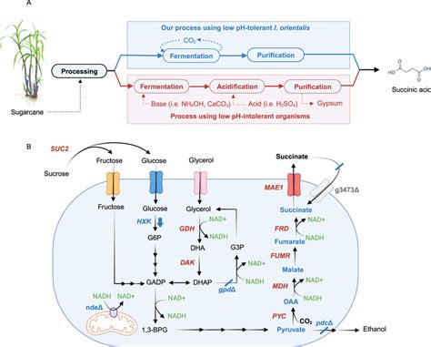  Succinic Acid: 산업용 플랫폼 화합물로서의 다채로운 활용 가능성과 생산 현황에 대한 심층 분석!